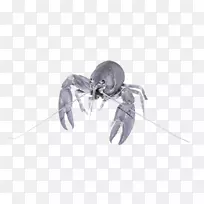 昆虫十足类害虫谱系-昆虫-空若网 昆虫十足类害虫谱系-昆虫-空若网