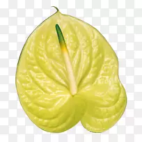 漆树植物组织培养杨桃园开花植物-Kwiat-空若网 漆树植物组织培养杨桃园开花植物-Kwiat-空若网