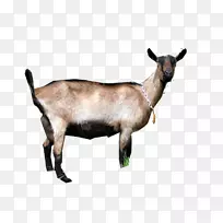 山羊动物群陆生动物野生动物山羊-空若网 山羊动物群陆生动物野生动物山羊-空若网