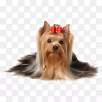 约克郡小猎犬,苏格兰小猎犬-空若网 约克郡小猎犬,苏格兰小猎犬-空若网