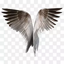翅膀剪贴画-PNG翅膀-空若网 翅膀剪贴画-PNG翅膀-空若网