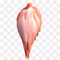 ������ˮ������ë-������-������