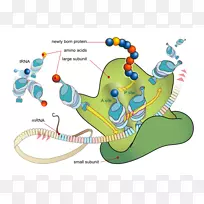 ������ʹRNAת¼��������ϳɺ�����-������