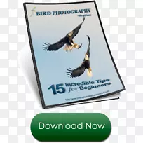 动物群广告品牌短信.自然杂志撰写提示-空若网 动物群广告品牌短信.自然杂志撰写提示-空若网