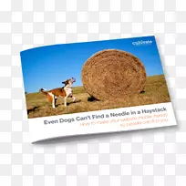 广告品牌产品短信动物友好书信书写书籍-空若网 广告品牌产品短信动物友好书信书写书籍-空若网