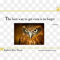 猫头鹰动物喙字号-猫头鹰-空若网 猫头鹰动物喙字号-猫头鹰-空若网