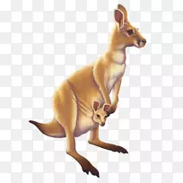 澳大利亚袋鼠动物-袋鼠-空若网 澳大利亚袋鼠动物-袋鼠-空若网