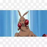 澳大利亚拳击袋鼠拳-袋鼠-空若网 澳大利亚拳击袋鼠拳-袋鼠-空若网