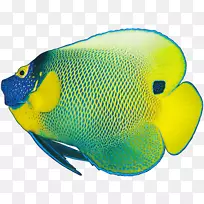 染鱼、伤感鱼、观赏鱼-鱼-空若网 染鱼、伤感鱼、观赏鱼-鱼-空若网