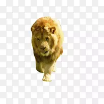 狮子猫动物-狮子-空若网 狮子猫动物-狮子-空若网