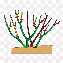 花园玫瑰植物-玫瑰-空若网 花园玫瑰植物-玫瑰-空若网