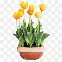 花盆夹艺术郁金香花设计-花-空若网 花盆夹艺术郁金香花设计-花-空若网