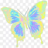 帝王蝶,毛茸茸的蝴蝶,对称的仙女蝴蝶-空若网 帝王蝶,毛茸茸的蝴蝶,对称的仙女蝴蝶-空若网