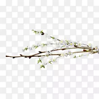 花木柳夹艺术-臭鼬-空若网 花木柳夹艺术-臭鼬-空若网