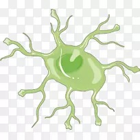 星形胶质细胞脊髓鞘氨醇-1-磷酸受体神经系统-空若网 星形胶质细胞脊髓鞘氨醇-1-磷酸受体神经系统-空若网