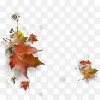 剪贴画图片秋季WhatsApp gif-干花-空若网 剪贴画图片秋季WhatsApp gif-干花-空若网