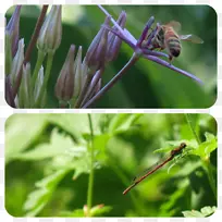 花蜜昆虫,传粉者,害虫,草本植物-空若网 花蜜昆虫,传粉者,害虫,草本植物-空若网