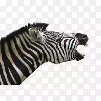 ������������ֽ-����-������