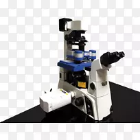 光学显微镜恐龙行星图像原子力显微镜-空若网 光学显微镜恐龙行星图像原子力显微镜-空若网