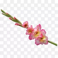 唐菖蒲剪贴画-空若网 唐菖蒲剪贴画-空若网