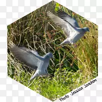 ����Ⱥ����-������