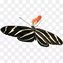 蝴蝶昆虫剪贴画-斑马-空若网 蝴蝶昆虫剪贴画-斑马-空若网
