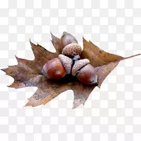 ����������-����-������