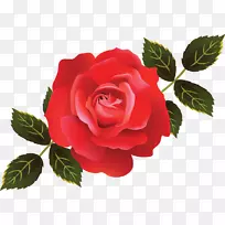 花园玫瑰,卷心菜,玫瑰,土坯插图,土坯系统,土坯Photoshop-白色玫瑰插图-空若网 花园玫瑰,卷心菜,玫瑰,土坯插图,土坯系统,土坯Photoshop-白色玫瑰插图-空若网