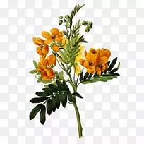 ֲ��ѧ��ͼ�µ�˹��ֲ��ѧ��־ֲ��滭-��-������