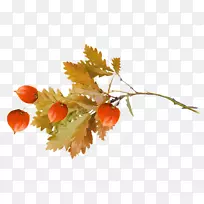 秋天我将永远爱你水果橡子-空若网 秋天我将永远爱你水果橡子-空若网