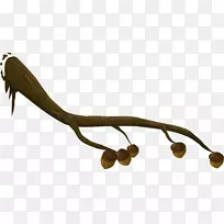 树枝剪贴画-橡子-空若网 树枝剪贴画-橡子-空若网