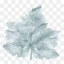 叶树-叶-空若网 叶树-叶-空若网