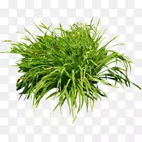 前院草夹艺术灌木丛-空若网 前院草夹艺术灌木丛-空若网