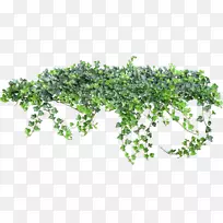 藤蔓动画剪辑艺术灌木丛-空若网 藤蔓动画剪辑艺术灌木丛-空若网