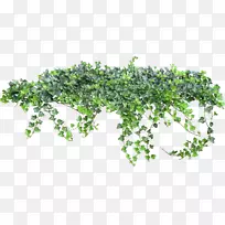 ������������������ľ��-������