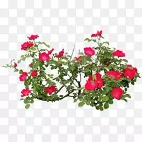 开花植物玫瑰开花植物-灌木丛-空若网 开花植物玫瑰开花植物-灌木丛-空若网