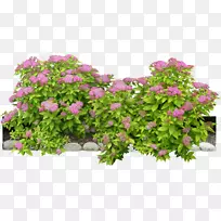 ����ֲ���ľ-������