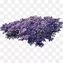 英国薰衣草紫色PNG灌木丛-空若网 英国薰衣草紫色PNG灌木丛-空若网