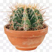 仙人掌科开花植物-仙人掌-空若网 仙人掌科开花植物-仙人掌-空若网