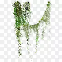 �ٱ���Ҷ��Ӱֲ�ﾥ-��-������