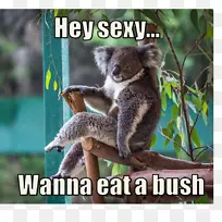 考拉澳大利亚熊动物可爱-考拉-空若网 考拉澳大利亚熊动物可爱-考拉-空若网