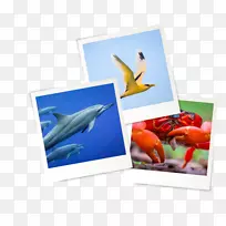 摄影纸画框鱼摄影.本地景点-空若网 摄影纸画框鱼摄影.本地景点-空若网