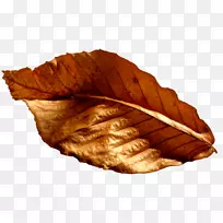 剪贴画png图片adobe Photoshop图像摄影.弗鲁托斯-空若网 剪贴画png图片adobe Photoshop图像摄影.弗鲁托斯-空若网