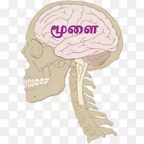 人脑蓝脑工程创伤性脑损伤中枢神经系统-人脑-空若网 人脑蓝脑工程创伤性脑损伤中枢神经系统-人脑-空若网