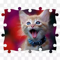 澳大利亚雾猫,暹罗猫,阿比西尼亚猫,英国速记猫-空若网 澳大利亚雾猫,暹罗猫,阿比西尼亚猫,英国速记猫-空若网