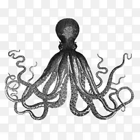 八达通朗姆酒剪贴画-章鱼画-空若网 八达通朗姆酒剪贴画-章鱼画-空若网