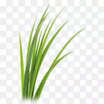 ÄûÃʲÝÏã¸ù²ÝÒ¶¼ôÒÕÊõ-²Ý-¿ÕÈôÍø ÄûÃʲÝÏã¸ù²ÝÒ¶¼ôÒÕÊõ-²Ý-¿ÕÈôÍø