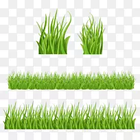 草坪草-空若网 草坪草-空若网