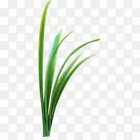 小绿叶草-空若网 小绿叶草-空若网