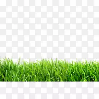 草坪桌面壁纸夹艺术-草-空若网 草坪桌面壁纸夹艺术-草-空若网